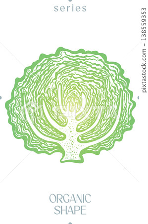 Cabbage Cross Section Organic Shape Vector 138559353