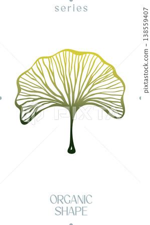 Ginkgo Leaf Organic Shape Vector Ginkgo Leaf Organic Shape Vector 138559407