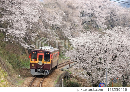 Watarase Keikoku Railway: "A train running along a curve lined with cherry trees" 138559436
