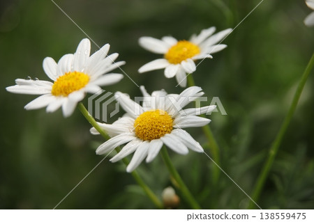 Flowers Flowers 138559475
