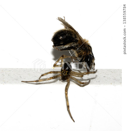 CLose up of a spider attacking and wrappig up a wasp in a web predator CLose up of a spider attacking and wrappig up a wasp in a web predator 138559784