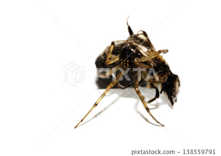 CLose up of a spider attacking and wrappig up a wasp in a web predator CLose up of a spider attacking and wrappig up a wasp in a web predator 138559791