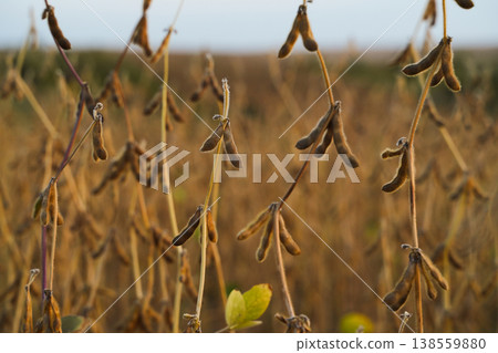 Ripe soybean pods across agricultural field in autumn with soft light symbolizing harvest season and rural farming life 138559880