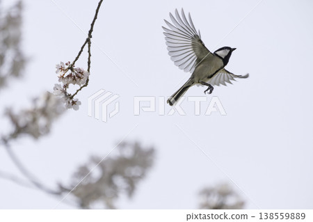 Cherry blossoms in full bloom and great tits in flight – a scene that evokes the arrival of spring. Cherry blossoms in full bloom and great tits in flight – a scene that evokes the arrival of spring. 138559889