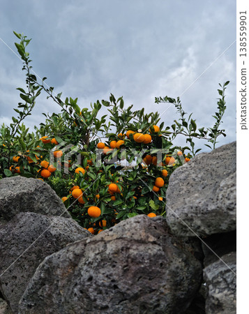 Basalt wall and tangerine trees in Jeju Island. 138559901