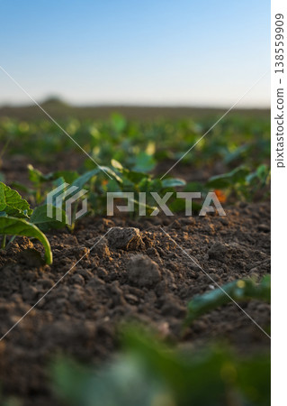 Early stage oilseed rapeseed and canola crop growing in rows on fertile farmland, sustainable agriculture concept Early stage oilseed rapeseed and canola crop growing in rows on fertile farmland, sustainable agriculture concept 138559909