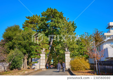 Autumn view of the pine trees lining the approach to Gotokuji Temple in Setagaya Ward, Tokyo, and the temple gate, seen from Shiroyama Street Autumn view of the pine trees lining the approach to Gotokuji Temple in Setagaya Ward, Tokyo, and the temple gate, seen from Shiroyama Street 138560080