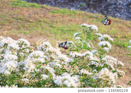 Chestnut tiger, a migratory butterfly flying in the air 138560229