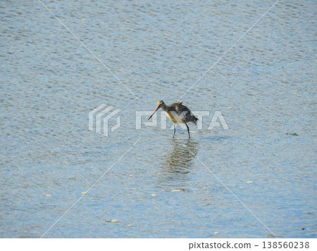 大彎嘴濱鷸(Great Curlew Sandpiper)是鴴形目鷸科的一種候鳥,它的喙向上彎曲。 大彎嘴濱鷸(Great Curlew Sandpiper)是鴴形目鷸科的一種候鳥,它的喙向上彎曲。 138560238