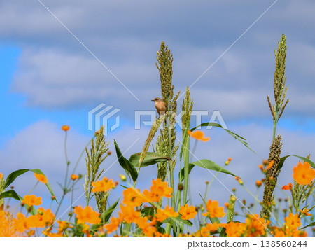 A female stonechat perched on a barnyard grass stalk in a field of yellow cosmos flowers. 138560244