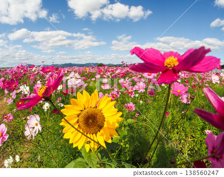A flower field filled with colorful cosmos and yellow sunflowers. A flower field filled with colorful cosmos and yellow sunflowers. 138560247