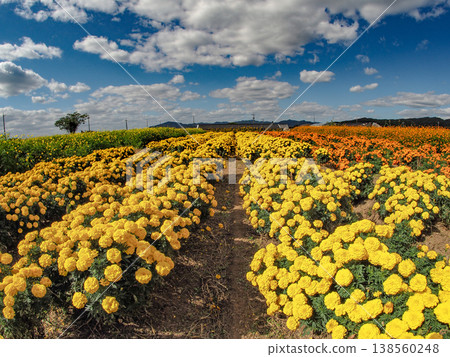 A large flower field where yellow and orange marigolds are in bloom. A large flower field where yellow and orange marigolds are in bloom. 138560248