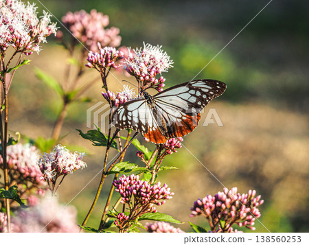 Chestnut tiger, a migratory butterfly that perches on a pink Fujibakama Chestnut tiger, a migratory butterfly that perches on a pink Fujibakama 138560253