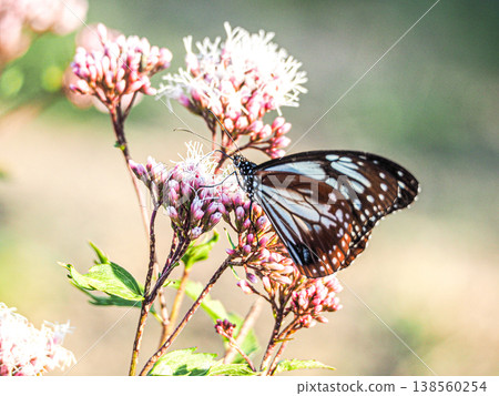 Chestnut tiger, a migratory butterfly that perches on a pink Fujibakama Chestnut tiger, a migratory butterfly that perches on a pink Fujibakama 138560254