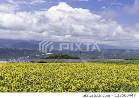 A vast field of sunflowers stretches out below. A vast field of sunflowers stretches out below. 138560447