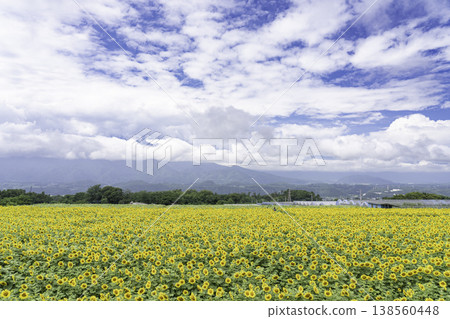 A vast field of sunflowers stretches out below. A vast field of sunflowers stretches out below. 138560448