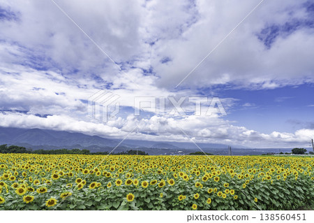A vast field of sunflowers stretches out below. A vast field of sunflowers stretches out below. 138560451