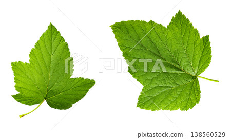 Green currant leaves isolated on white background. File contains clipping path. Green currant leaves isolated on white background. File contains clipping path. 138560529