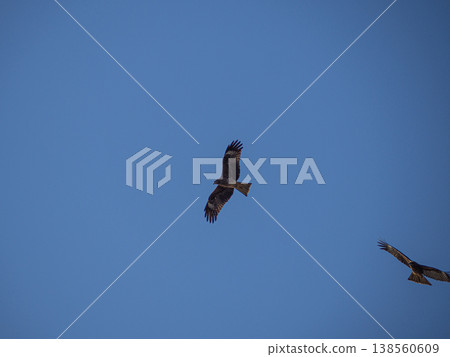 Flying flying kite Flying flying kite 138560609