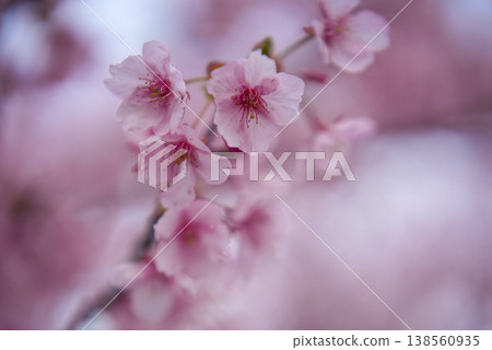 沐浴著春日陽光的櫻花盛開 沐浴著春日陽光的櫻花盛開 138560935