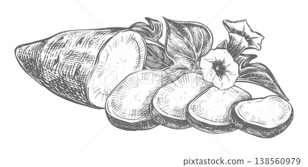 Sweet potato sketch. Vector composition of a half of sweet potato and slices, leaves and flowers lying on a table. Hand drawn. Yam outline drawing done in ink. Ipomoea batatas linear art Sweet potato sketch. Vector composition of a half of sweet potato and slices, leaves and flowers lying on a table. Hand drawn. Yam outline drawing done in ink. Ipomoea batatas linear art 138560979