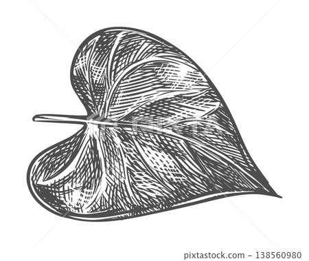 Lilac leaf sketch. Vector illustration of this leafy vegetable. Engraving. A sweet potato leaf lies on a table against a white background. Hand-drawn, imitating etching. Lilac leaf sketch. Vector illustration of this leafy vegetable. Engraving. A sweet potato leaf lies on a table against a white background. Hand-drawn, imitating etching. 138560980