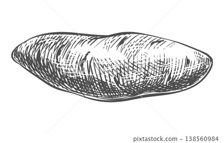 Sweet potato sketch. Vector illustration of vegetable. Whole sweet Ipomoea batatas root isolated on white background. Hand-drawn, imitating an engraving. Ink line art of batat. Sweet potato sketch. Vector illustration of vegetable. Whole sweet Ipomoea batatas root isolated on white background. Hand-drawn, imitating an engraving. Ink line art of batat. 138560984