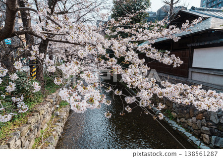 Cherry blossoms in Kyoto Takase River Cherry blossoms in Kyoto Takase River 138561287