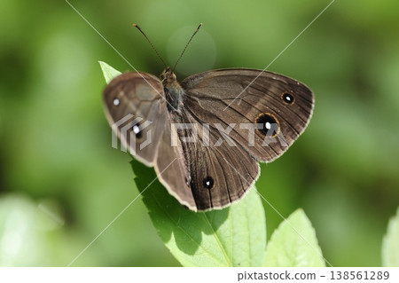 Living creatures, insects: The Ryukyu Small Heath butterfly has a significantly different number of eyespots on the upper and lower surfaces of its wings. Endemic to the Southwest Islands ① 138561289