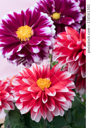 A close-up of red and reddish-purple dahlia flowers with a white border against a pink background. 138561301