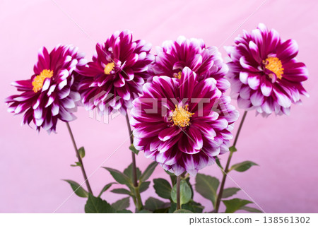 A reddish-purple dahlia flower with a white border against a pink background. A reddish-purple dahlia flower with a white border against a pink background. 138561302