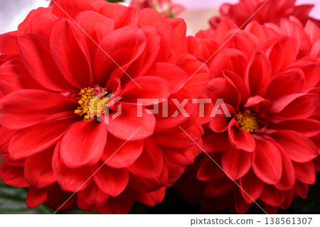 Close-up of a red dahlia flower 138561307