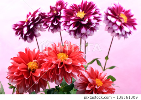 Red and reddish-purple dahlia flowers with a white border against a pink background. 138561309