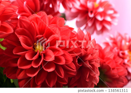 Close-up of a red dahlia flower against a pink background. 138561311