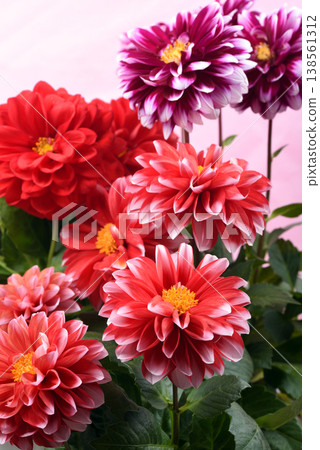 Red and reddish-purple dahlia flowers against a pink background 138561312