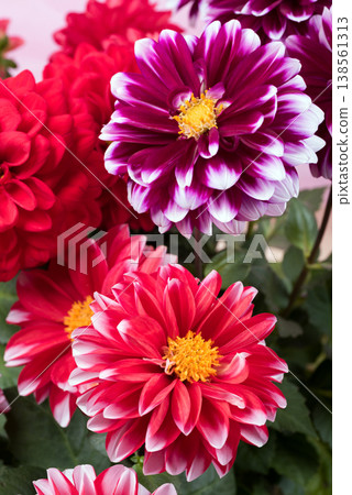 Red and reddish-purple dahlia flowers with white edges 138561313