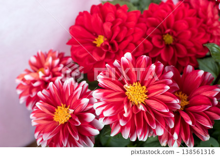 A close-up of a red dahlia flower with a white border against a pink background. 138561316