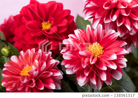 A close-up of a red dahlia flower with a white border against a pink background. 138561317