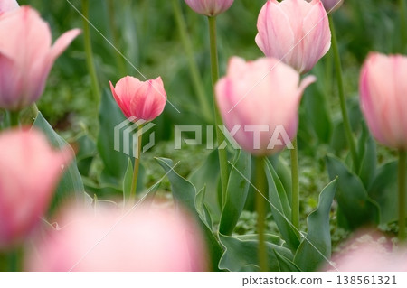 A single pink tulip with beautiful bokeh in the foreground and background, and a spring flowerbed. A single pink tulip with beautiful bokeh in the foreground and background, and a spring flowerbed. 138561321