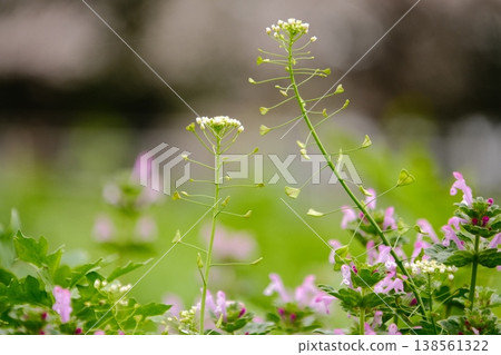 Spring wildflowers: Clumps of shepherd's purse (Capsella bursa-pastoris) and Lamium amplexicaule 138561322