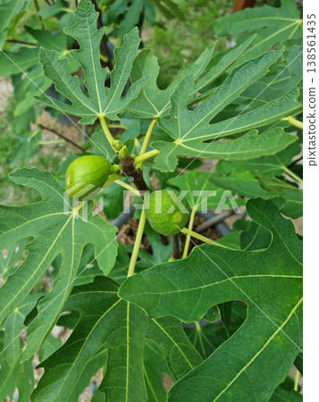 It is a fig tree with fruit. It is a fig tree with fruit. 138561435