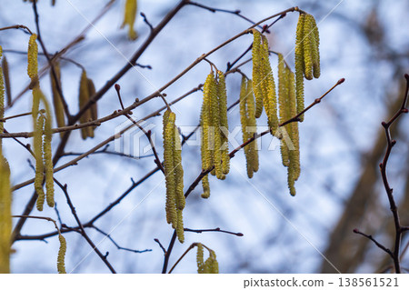 Spring flowering of Corylus avellan commonly known as Common Hazel showcasing catkins on tree branches in early bloom Spring flowering of Corylus avellan commonly known as Common Hazel showcasing catkins on tree branches in early bloom 138561521