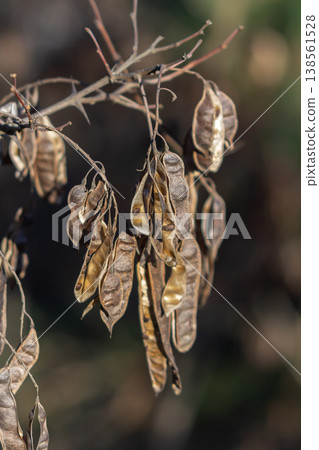 Black locust tree displaying drooping seed pods and thorny branches in a natural environment during late autumn Black locust tree displaying drooping seed pods and thorny branches in a natural environment during late autumn 138561528