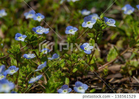 Germander Speedwell blooms in a lush green setting during spring showcasing vibrant blue flowers with delicate white markings Germander Speedwell blooms in a lush green setting during spring showcasing vibrant blue flowers with delicate white markings 138561529