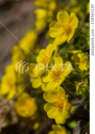 Bright yellow flowers of Potentilla reptans flourish in a sunny meadow during the spring months Bright yellow flowers of Potentilla reptans flourish in a sunny meadow during the spring months 138561530