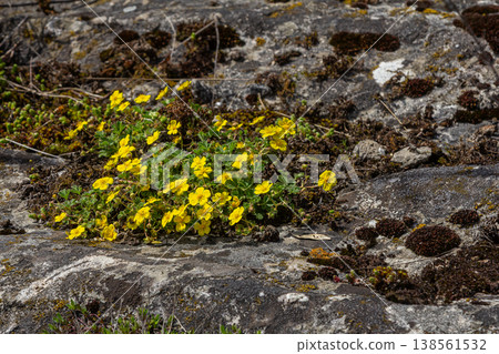 Bright yellow flowers of Potentilla reptans thrive in a rocky meadow under the sun during spring bringing color and life to the natural landscape 138561532