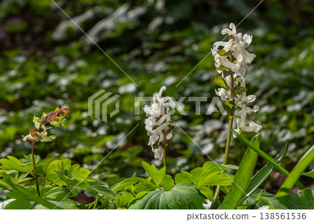 Hollowroot blooms elegantly in the spring woodland showcasing its delicate white flowers against lush green foliage Hollowroot blooms elegantly in the spring woodland showcasing its delicate white flowers against lush green foliage 138561536