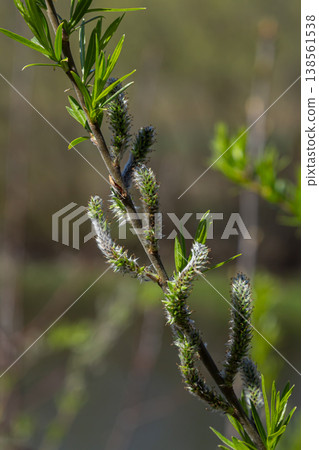 Willow blossoms in spring showcasing vibrant green leaves and fluffy catkins along a riverbank creating a serene natural atmosphere Willow blossoms in spring showcasing vibrant green leaves and fluffy catkins along a riverbank creating a serene natural atmosphere 138561538