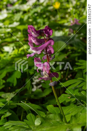 Spring blooms of Corydalis cava showcase vibrant purple flowers amidst lush green foliage in a woodland setting Spring blooms of Corydalis cava showcase vibrant purple flowers amidst lush green foliage in a woodland setting 138561547