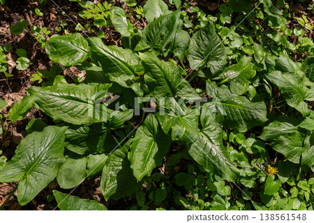 Discovering Arum maculatum the Cuckoo Pint in a lush woodland setting with glossy arrow-shaped leaves thriving under the dappled sunlight of springtime Discovering Arum maculatum the Cuckoo Pint in a lush woodland setting with glossy arrow-shaped leaves thriving under the dappled sunlight of springtime 138561548